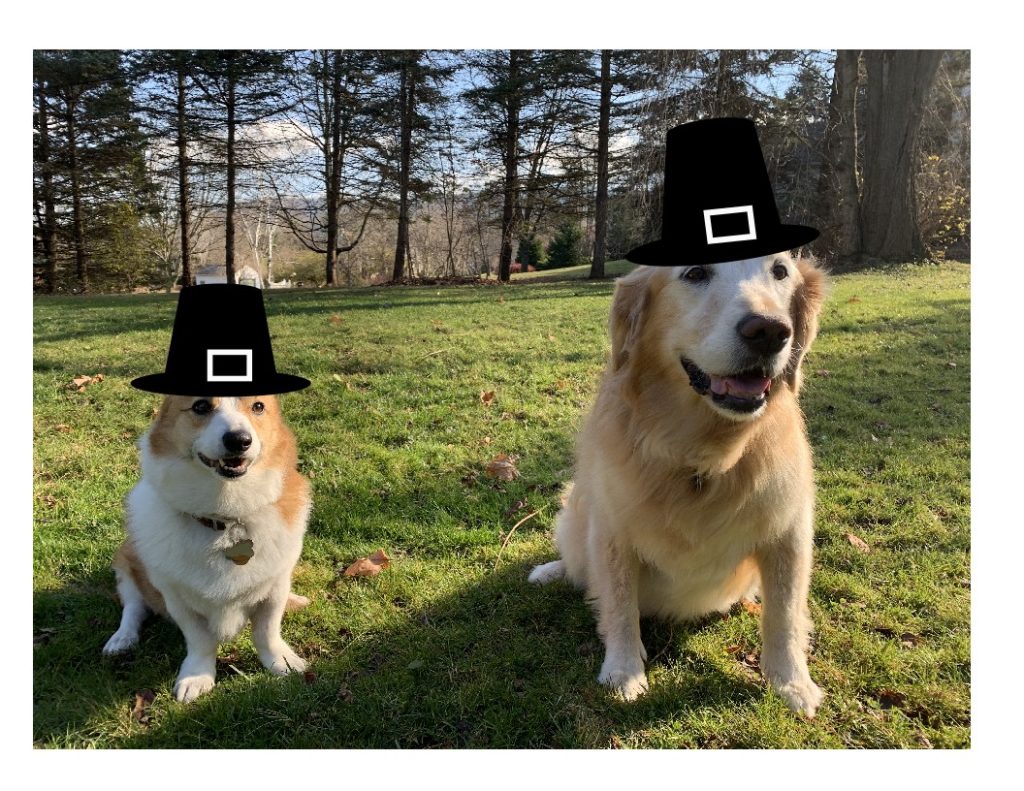 a corgi and a golden retriever in buckle hats